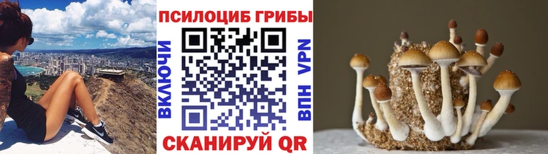Псилоцибиновые грибы MAGIC MUSHROOMS  купить наркотик  OMG вход  Камышин 